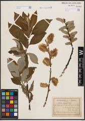 Foto von Salix caprea L.